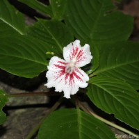 Impatiens grandis B.Heyne